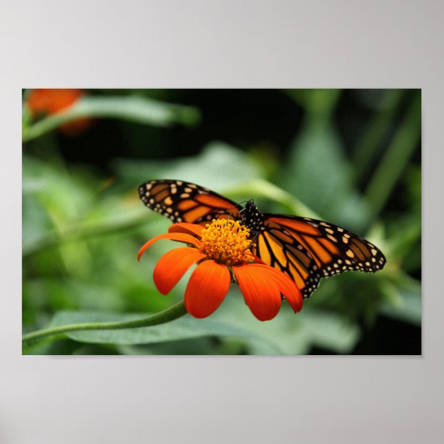 Monarch Butterfly Canvas Print (Front)