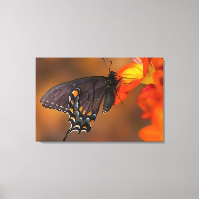 Monarch Butterfly Canvas Print (Front)