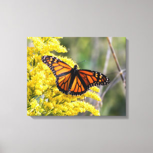 Monarch Butterfly Canvas Print