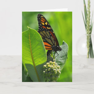 Monarch butterfly card