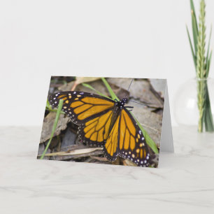 Monarch Butterfly Card