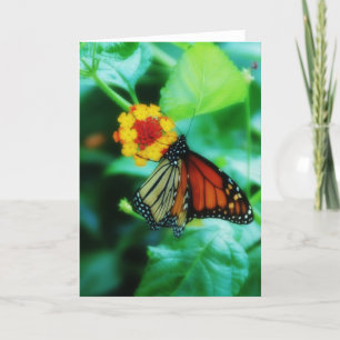 Monarch Butterfly Card