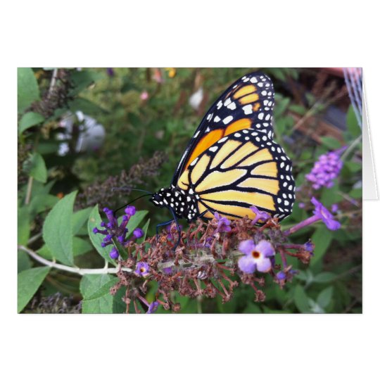 Monarch Butterfly Card 2