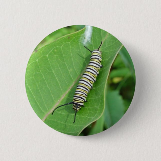 Monarch butterfly caterpillar 6 cm round badge (Front)