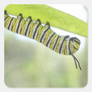 Monarch Butterfly Caterpillar Exploring A Milkweed Square Sticker