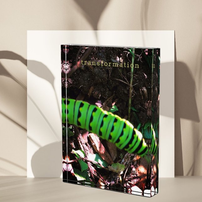 Monarch Butterfly Caterpillar Ohio Garden Photo Block (monarch butterfly caterpillar photo)