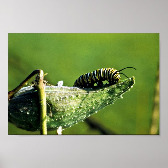 Monarch Butterfly Caterpillar Poster (Front)