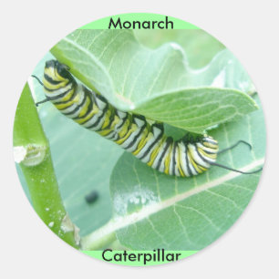 Monarch Butterfly Caterpillar Stickers