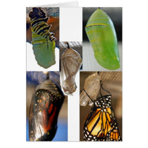 Monarch butterfly chrysalises
