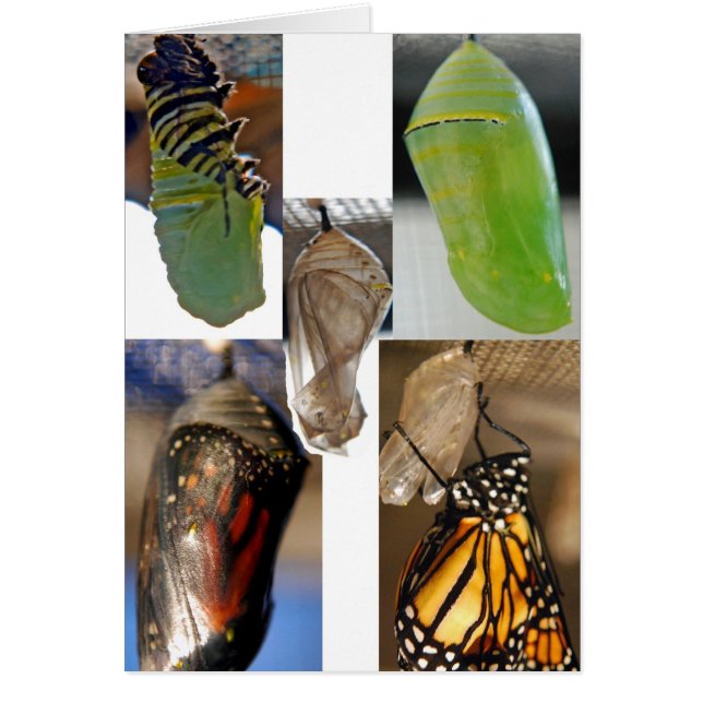 Monarch butterfly chrysalises (Front)