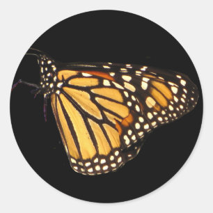 Monarch Butterfly Classic Round Sticker