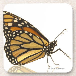 Monarch butterfly coaster