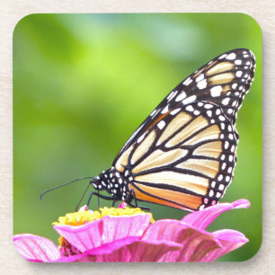 Monarch Butterfly Coaster
