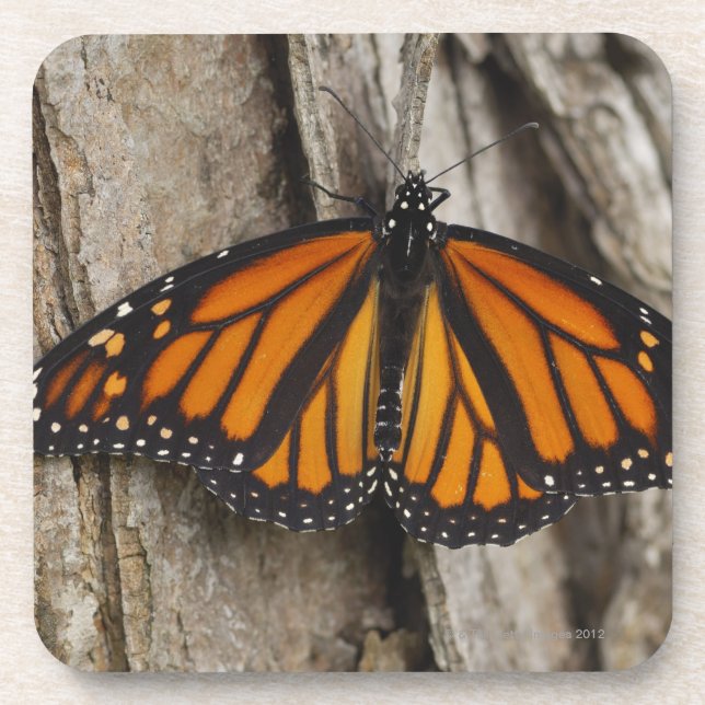Monarch Butterfly Coaster (Front)