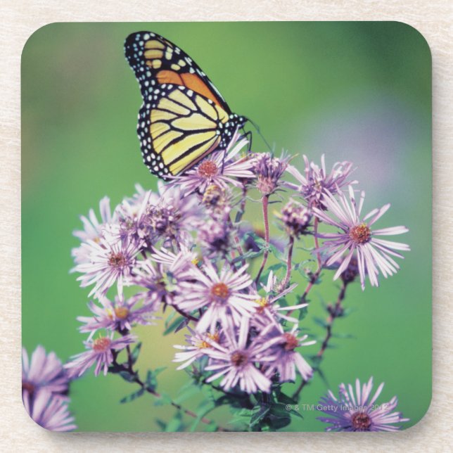 Monarch Butterfly Coaster (Front)
