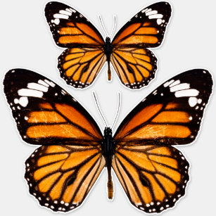 Monarch Butterfly Collection Contour  Sticker