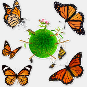 Monarch Butterfly Collection Life Cycle Contour 