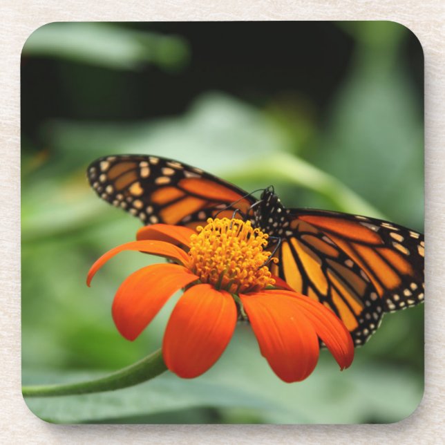 Monarch Butterfly Cork Coasters (Front)