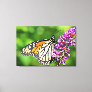Monarch Butterfly - Danaus plexippus - Female Canvas Print