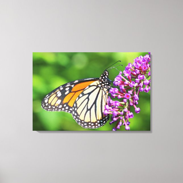 Monarch Butterfly - Danaus plexippus - Female Canvas Print (Front)