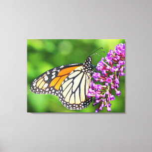 Monarch Butterfly - Danaus plexippus - Female Canvas Print