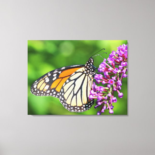 Monarch Butterfly - Danaus plexippus - Female Canvas Print (Front)