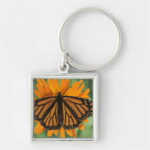 Monarch butterfly (Danaus plexippus) on pot Key Ring