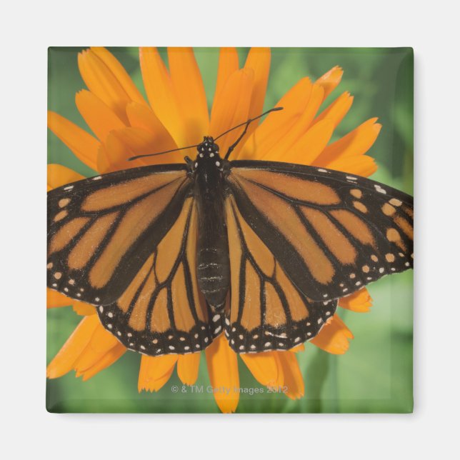 Monarch butterfly (Danaus plexippus) on pot Magnet (Front)