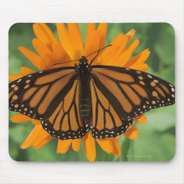 Monarch butterfly (Danaus plexippus) on pot Mouse Mat (Front)