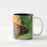 Monarch butterfly (Danaus plexippus) on pot