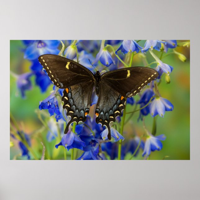 Monarch Butterfly | Danaus Plexippus Poster (Front)