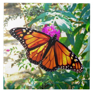 Monarch Butterfly Decorative Ceramic Tile