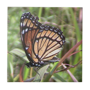 Monarch Butterfly Decorative Tile