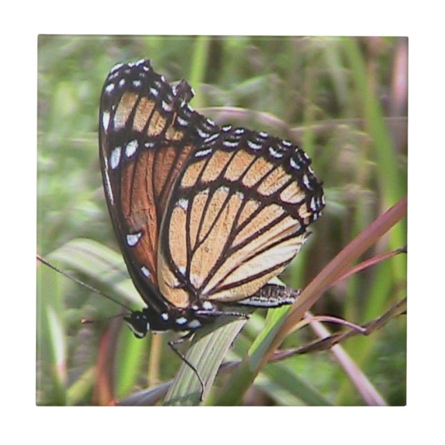 Monarch Butterfly Decorative Tile (Front)