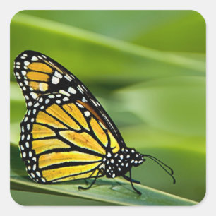 Monarch Butterfly Design Stickers