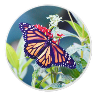 Monarch Butterfly drawer knobs