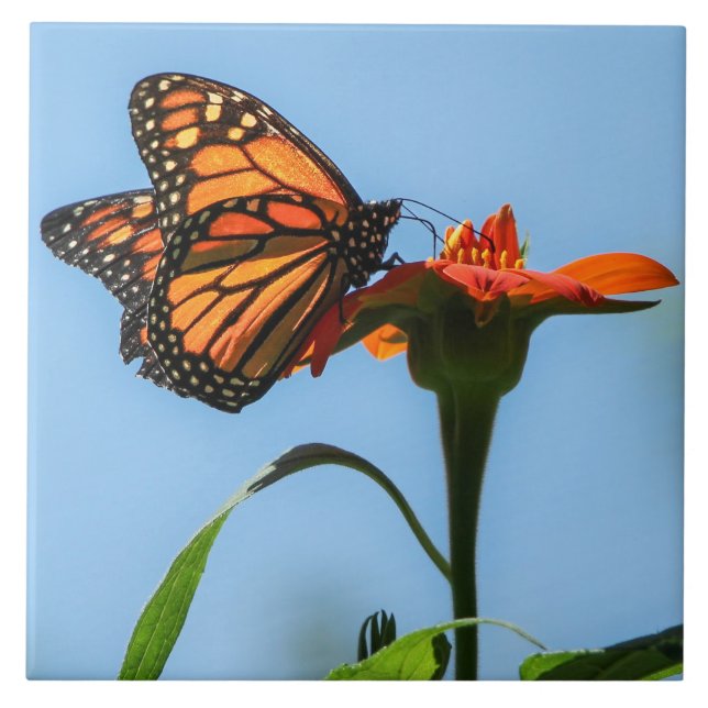 Monarch Butterfly Feeding on Orange Flower Tile (Front)
