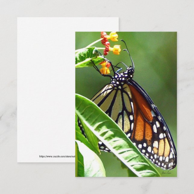 Monarch Butterfly Flat Thank You Card (Front/Back)