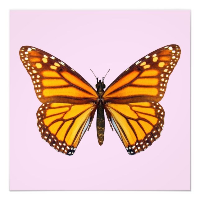 Monarch Butterfly Garden Nature Wall Art (Front)