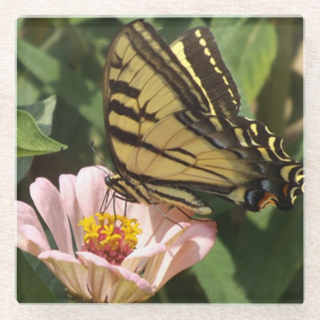 Monarch Butterfly Glass Coaster (Front)