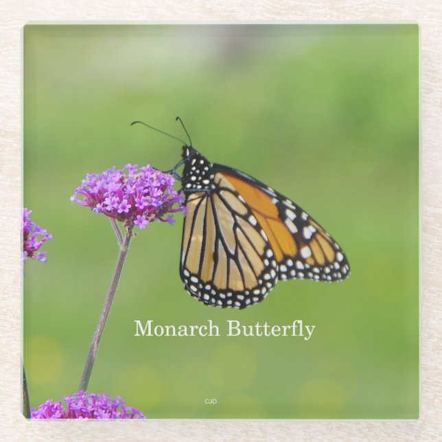 Monarch Butterfly glass coasters (Front)