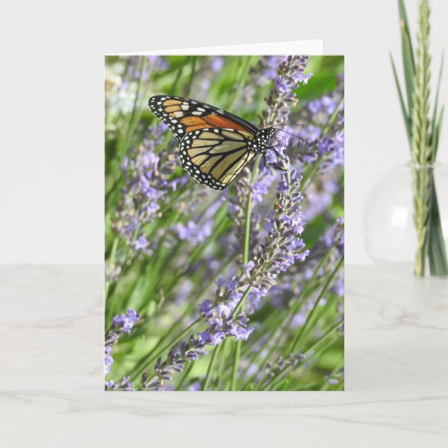Monarch Butterfly in a Lavender Filed Blank Card (Front)
