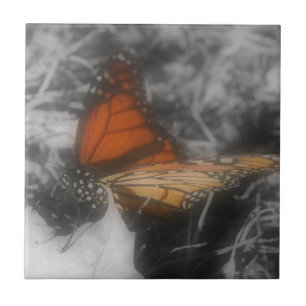 Monarch Butterfly In Black And White Nature Tile