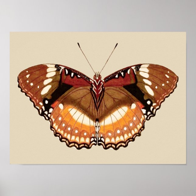 Monarch Butterfly in Brown, Rust and Cream Poster (Front)