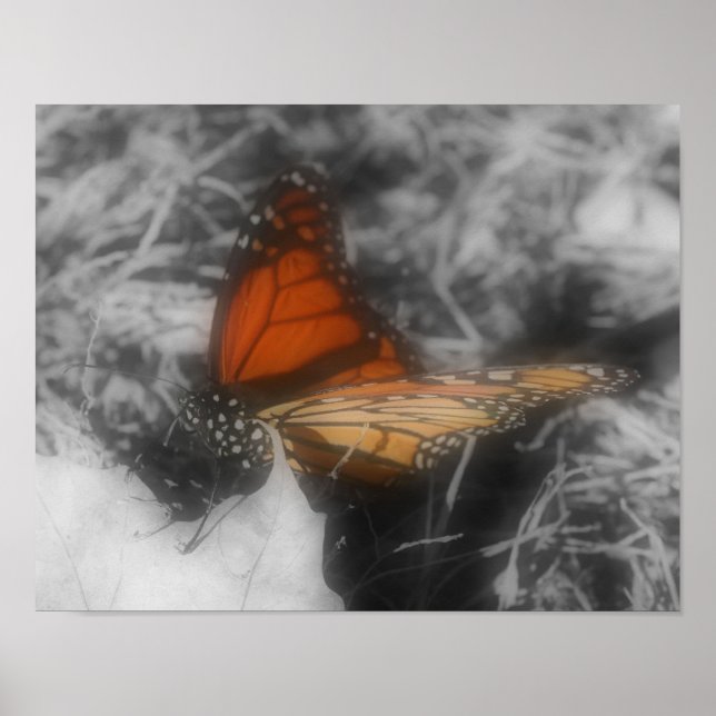 Monarch Butterfly In Partial Colour Nature Poster (Front)