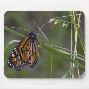 Monarch Butterfly in the Grass Mouse Mat