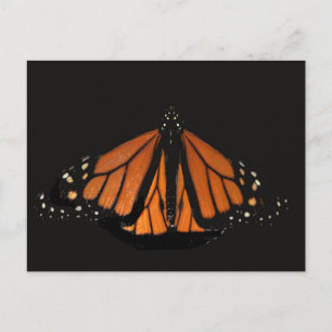 Monarch Butterfly in the key of Orange Postcard