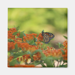 Monarch Butterfly magnet