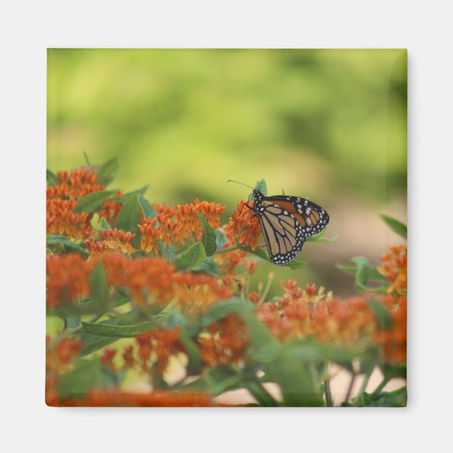 Monarch Butterfly magnet (Front)