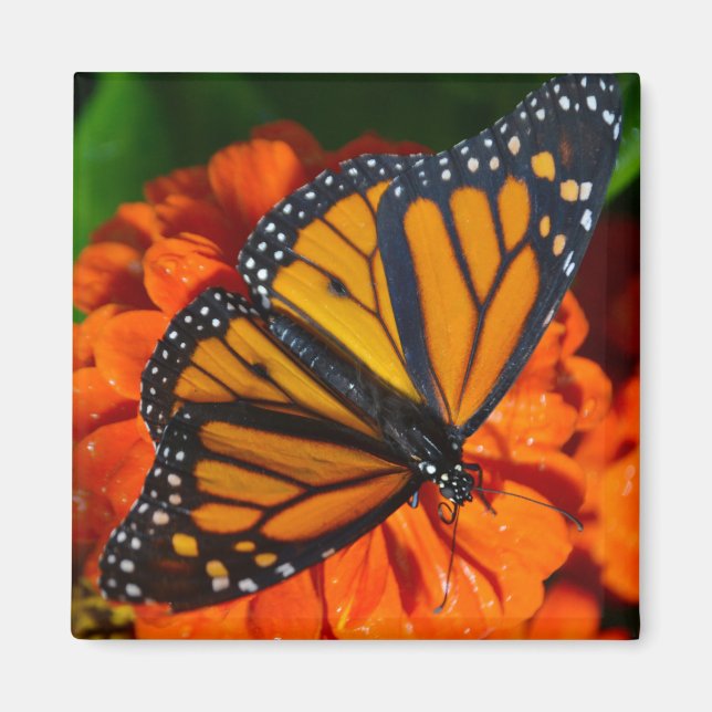 Monarch  Butterfly Magnet (Front)